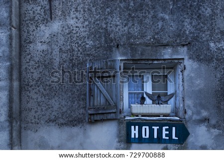 Two pigeons (Columba livia domestica) perform courtship rituals on the ledge of a hotel window during the early hours of a blue evening in the city of Nice, France.