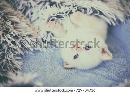 Sleeping cute little kitten, covered with a fluffy blanket