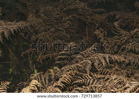 Dry fern leaves on a dark autumn background