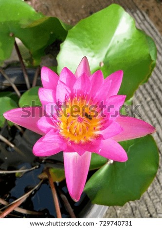 Beautiful closeup pink lotus or water lily in the pond and a bee are pollinating the yellow pollen inside.