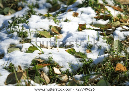 the first snow on the green grass, autumn