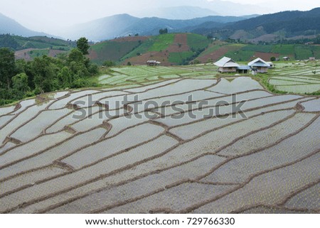 Rice paddies on mountains in northern Thailand,Terrace rice fields in chaingmai