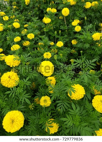many marigolds in flower garden
