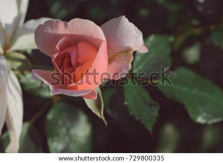 
rose tea in the garden pink