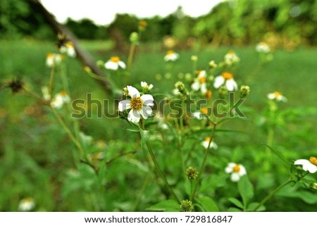 White wild flowers up the way