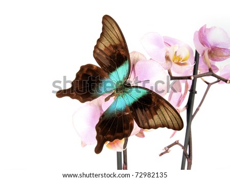 Butterfly papilio peranthus  isolated on white