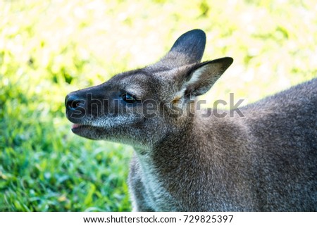Macropus Rufogriseus, red necked wallaby, Parc Phoenix, Nice, Fr
