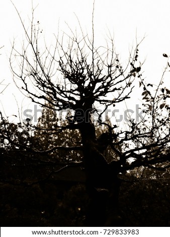 Background of hollow leafless tree 