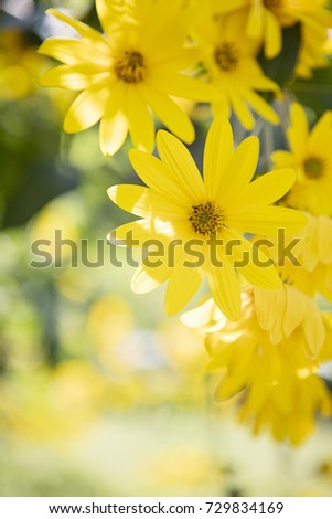 The beautiful little yellow flowers bloom in the sunshine. They are very beautiful