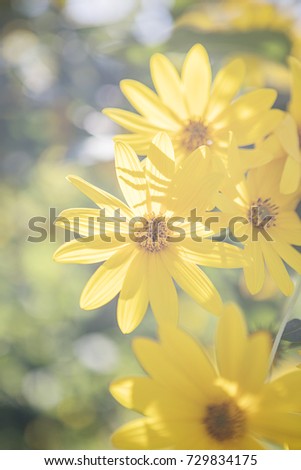 The beautiful little yellow flowers bloom in the sunshine. They are very beautiful