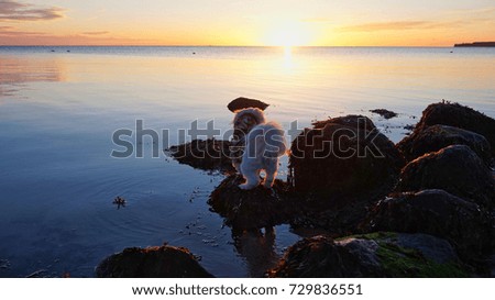 Dog looking at the sunrise