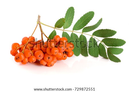Orange rowan with leaf isolated on white background