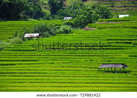 Terraced rice field 
