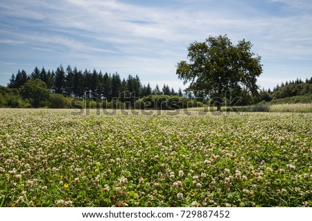 A field of flowering White Clover (Trifolium repens) - a natural fertilizer and cover crop - in the afternoon sunlight, with trees in the back.