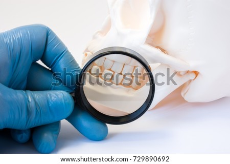 Dental, periodontal and gum disease diagnosis and treatments concept photo. Dentist or dental hygienist with magnifying glass examines teeth of skull symbolizing diagnosis and testing of dental health