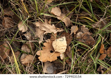 autumn dried leaves of an oak and a birch close-up lie in a grass
