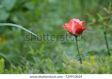 red and white rose and raindrops, charming and cute shape