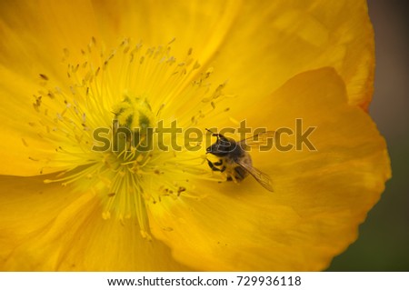 Sydney Australia, close-up of bee on an open yellow poppy flower 