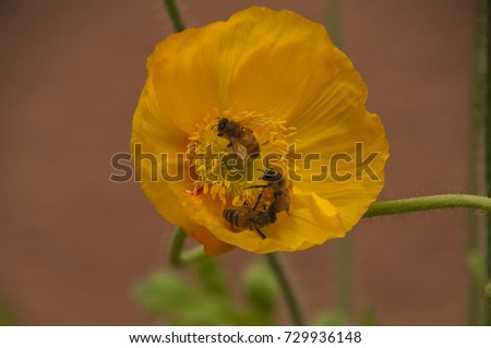 Sydney Australia, yellow poppy flower with three bees 
