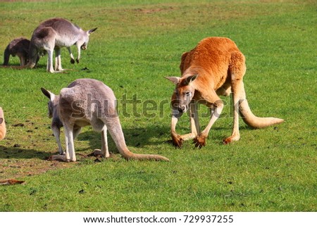 Kangaroos roaming freely in the open field