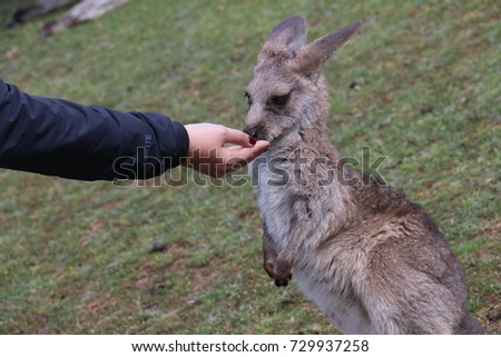 Feeding to Kangaroo found in the wildlife reservoir