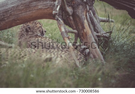 cheetahs laying in the grass under a tree trunk