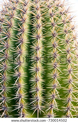 Echinocactus is a genus of North American cactus, usually with strong thorns and small flowers. The name is derived from the Greek word echino