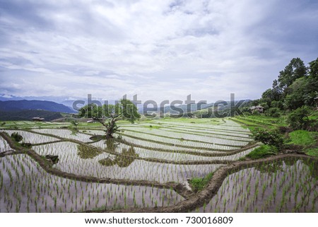 Pa Pong Piang Rice terraces with glass-like water reflecting in the sunset,Chiang Mai,Mae Cham, Thailand