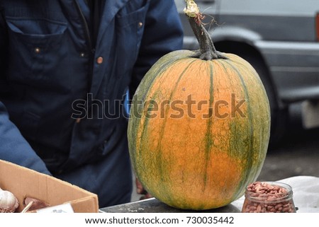 huge yellow pumpkin on the scales vegetables autumn