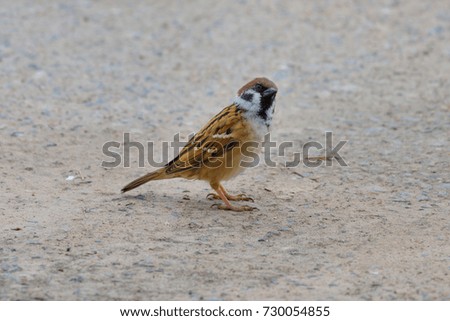 Close-up of house sparrow