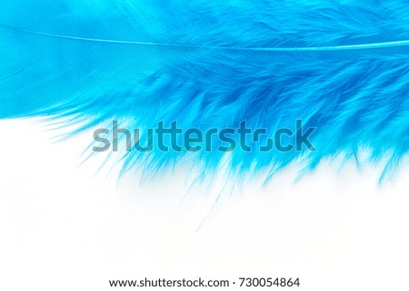 Close-up of Blue feather  isolated on white background