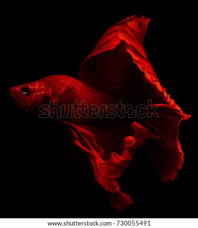 Fish bites with beautiful colors on black background