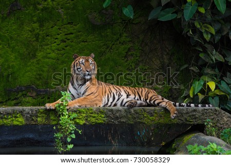 Male adult Bengal tiger resting in a park with green moss background