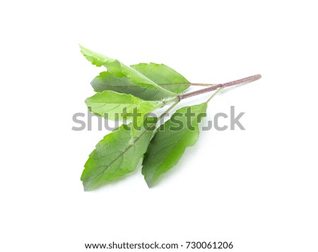 fresh green basil herb leaves isolated on white background. Sweet Genovese basil