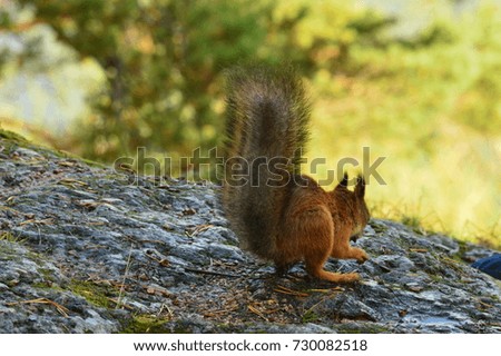 squirrel eats nuts