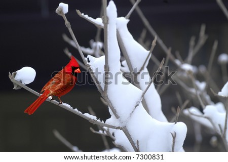  A picture of a male cardinal sitting on a limb in winter