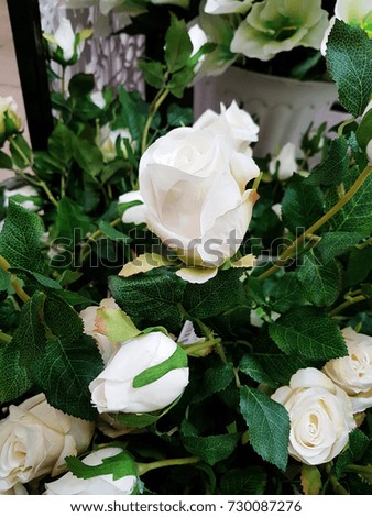 White rose background/Rose petals with bokeh