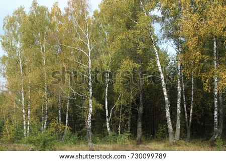 Pictures of autumn forest
