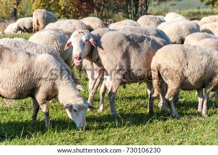sheep on the meadow