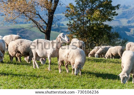 aries and sheep on the meadow