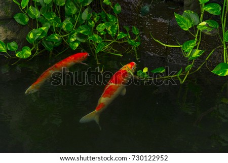 Carps Fish or Koi Swim in Pond, Movement of Swimming and Space, vivid Color , Selective Focus