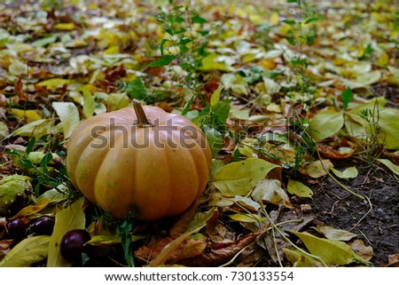 Miniature pumpkin on yellow leaves