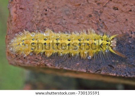 Drop water on caterpillar (animal,butterfly,bug)
