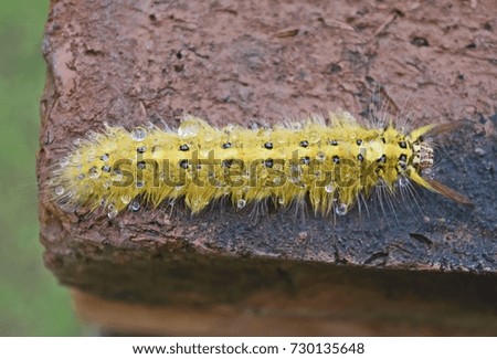 Drop water on caterpillar (animal,butterfly,bug)