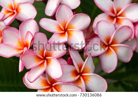 Beautiful plumeria flower pink and white