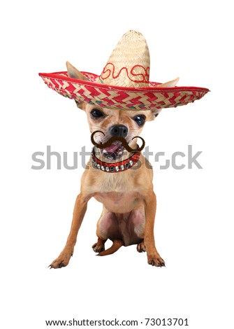 a tiny chihuahua with a sombrero hat on