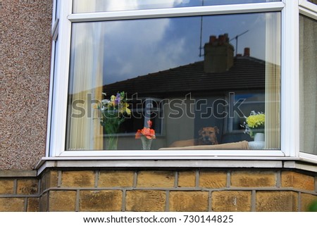 A picture of a dog behind a window, Huddersfield, England. 