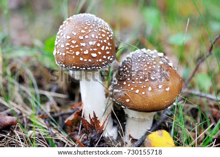 A young Amanita Pantherina, also called panther cap or false blusher, in a woods' natural ambient