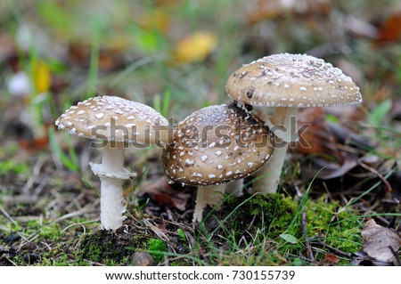 A young Amanita Pantherina, also called panther cap or false blusher, in a woods' natural ambient