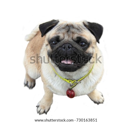 picture of a pug dog dog on white background with tongue